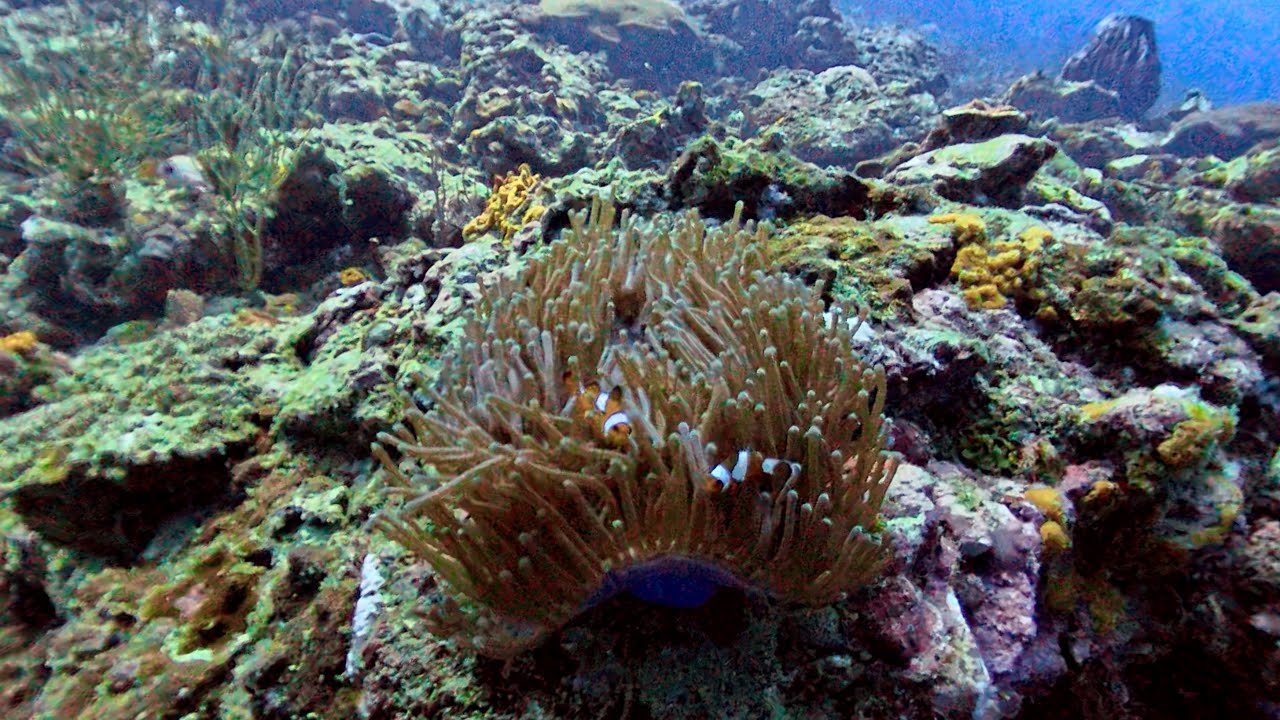 Experience under-water diving at Bida Nai with this virtual tour.