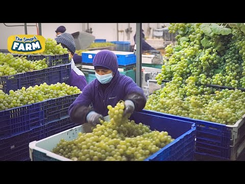 Grapes SUPER PRODUCTION: The Hard Work Behind Grapes Harvesting And Packaging