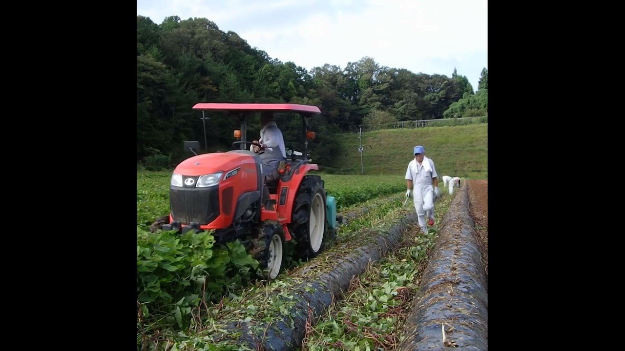 トラクターでサツマイモのつる刈り