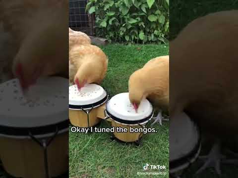 Chicken Bongo Band