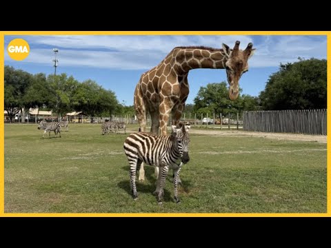 A Zebra and Giraffe Are Besties In Georgia