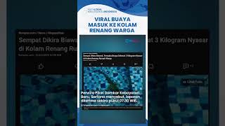 Bikin Geger! Buaya Besar Tiba-tiba Muncul di Kolam Renang Warga, Awalnya Dikira Biawak