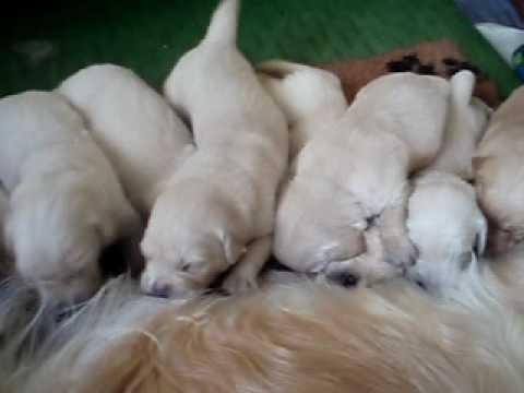 18. den štěňátka C Poklad Orlicka