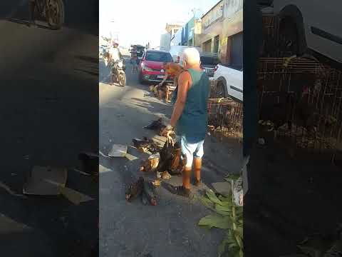 Feira da galinha da cidade de Guarabira PB. 11/03/26 🌵🤠