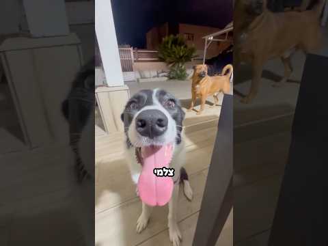 כמה שנצ״ים בסרטון אחד 🤪😴