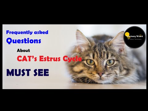 Frequently asked question about Cat Estrous Cycle II Pet Care II  Veterinary Wizard