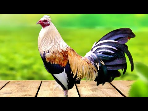 Toppy Gamefowl: Ang Lihim sa Likod ng Alamat! 🐔👑