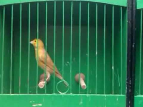 Irish fancy cinnamons