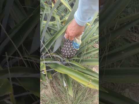 Lavoura de abacaxi pérola em São Francisco de Itabapoana RJ