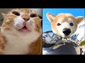 Best Animal Voiceovers NEW