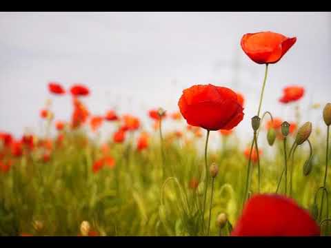 Sarah Tornøe - Styrk dit selvværd (Meditation)