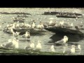 A FLOCK OF SEAGULLS After The Herring Spawn At Little Tribune Bay