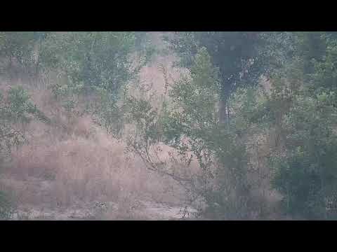 Djuma: Grey Duiker - 06:19 - 05/13/21