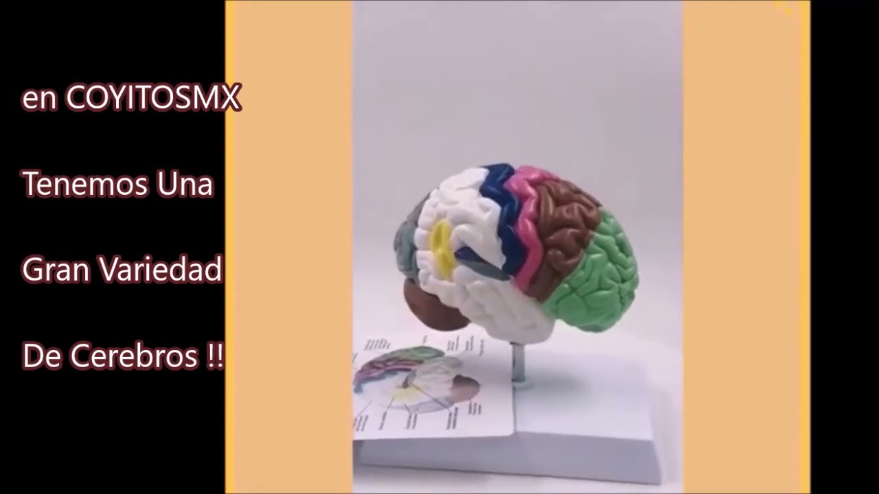 Watch Como hacer un Modelo Anatomico | Estudiantes de Medicina Now Como hacer un Modelo Anatomico | Estudiantes de Medicina