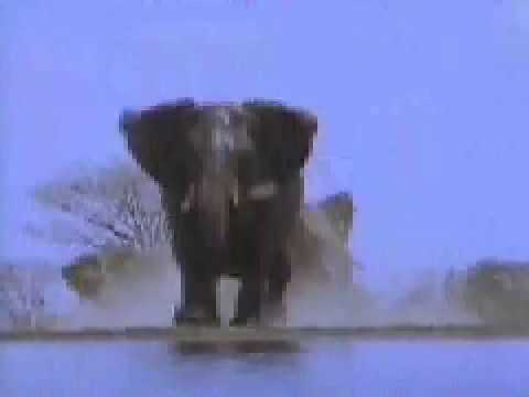 Elephants in charge - Dangerous creatures