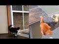 6 Minutes Of Cats Falling JUMPING FAILS