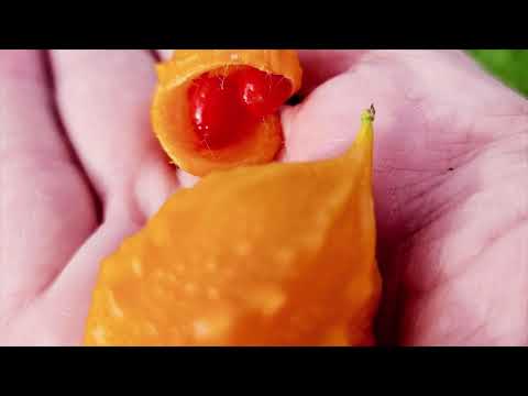 The Three of us, just before seed pod discovery      Bitter Melon