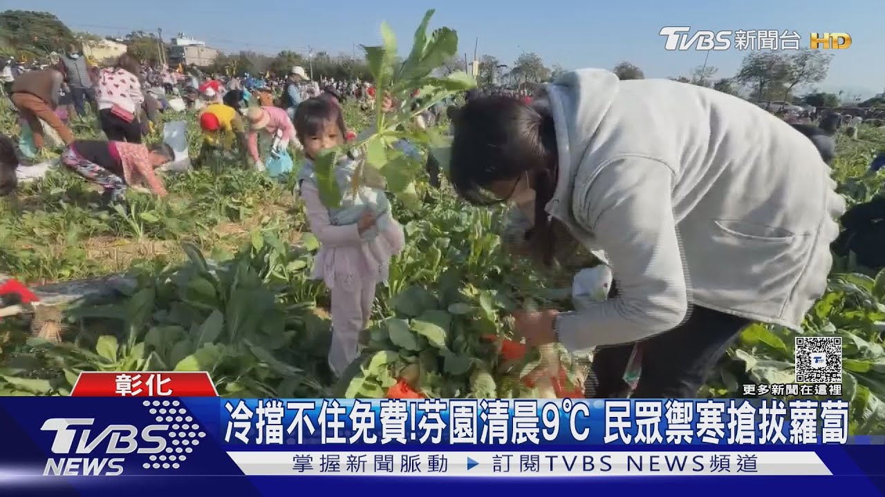 再冷也擋不住免費！芬園清晨9℃　民眾禦寒搶拔蘿蔔