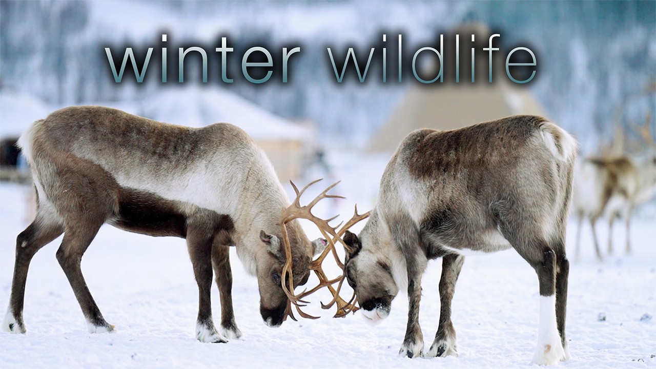 Let This 4K Winter Wildlife Film Be Your Calm Place