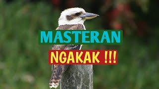 Download lagu Masteran unik suara burung Kookaburra//NGAKAK!! mp3 Download lagu Masteran unik suara burung Kookaburra//NGAKAK!! mp3