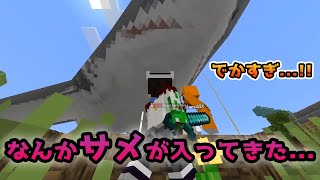 【またかよ...】くそでかいサメが入ってきた件