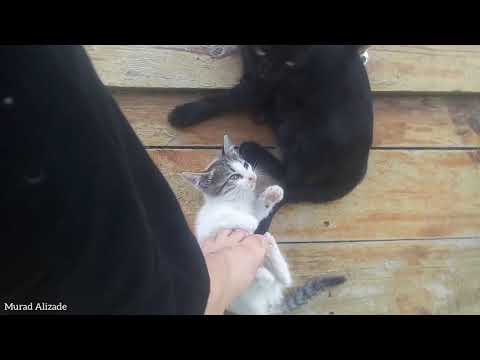 Cute Cat Videos.😍 All Very Cute. (Cute cats living on the street)