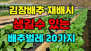 김장배추 10월 벌레 심각해집니다 / 배추병충해방제 / 진딧물방제방법