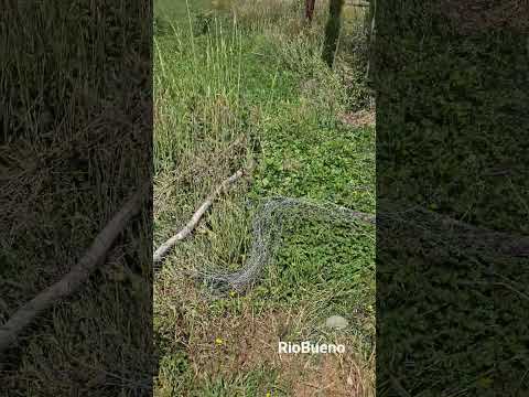 Portón automático parcela Río Bueno @BuenasParcelas