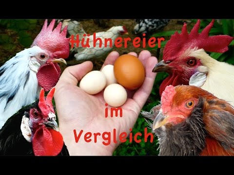 , title : 'Hühnereier im Vergleich - Welche Rasse legt welche Eier? Araucana Marans Vorwerk Sulmtaler Hühner'