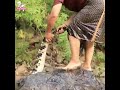 تيمساح