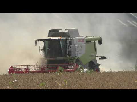 Soja Bonnen dreschen Claas Lexion 620 im September 2020 in Grenzgebiet Steiermark Burgenland