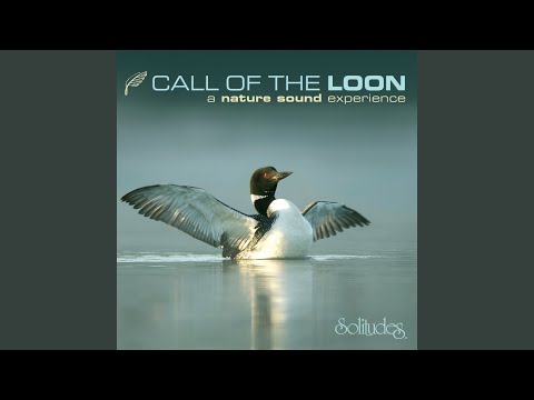 Nighttime - Cricket, Barred Owl, Common Loon, Whippoorwill, Killdeer