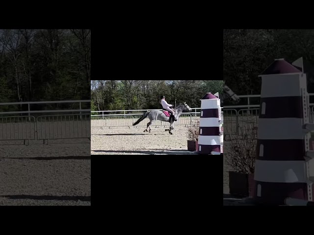 Poney de sport Connemara 2022 taille D