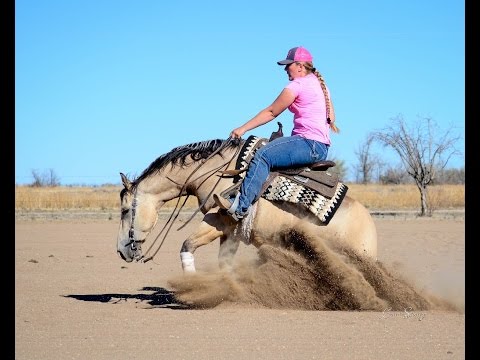 SOLD: DunitWithAShineyFace derby age gelding by Pale Face Dunnit