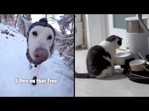 Best Animal Voiceovers - Ep. 43 (NEW)