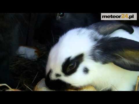 Agroturystyka Nad Górskim Potokiem - Tłumaczów meteor24.pl