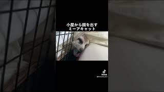 寝たいけど外が気になるミーアキャット。미어캣(meerkat)#shorts