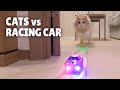 Cats Vs Racing Car Kittisaurus
