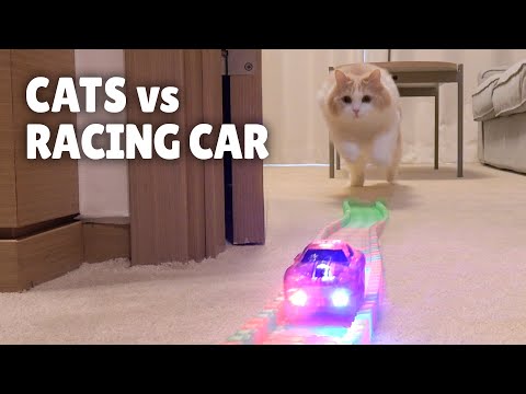 Cats vs Racing Car | Kittisaurus