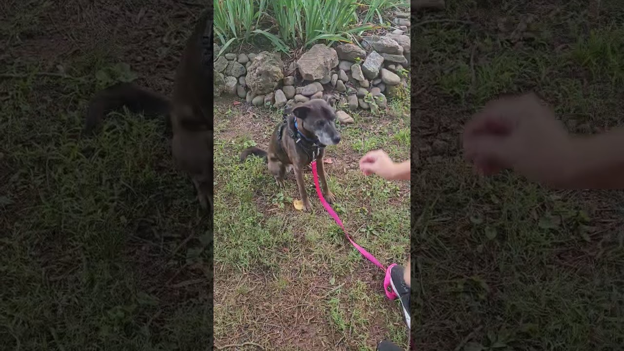 Enlarge Mini, a Adoptable mixed breed in Mooresville, NC video 5/6