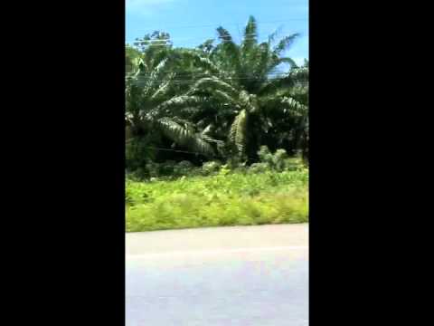 Mitrinique pres Madloch - Colorshock (Paul Hazendonk's Manual remix)