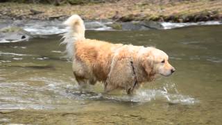 preview picture of video 'Zimnik Valley - a short walk of a crazy dog / Dolina Zimnika - krótki spacer zwariowanego psa'