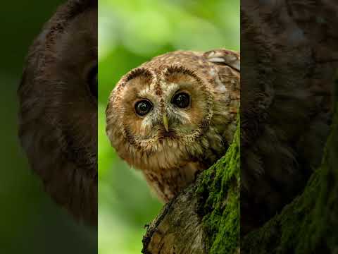 Amazing to get to use the Nikkor Z 600mm f/4 TC VR S with Nikon