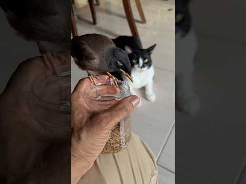 any time😁#cat #ytshortsindia #ytshorts