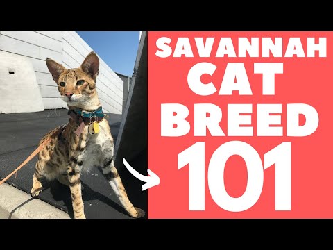 Savannah Cat 101 : Breed & Personality