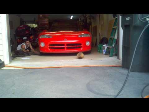 Like a possum......only worse.