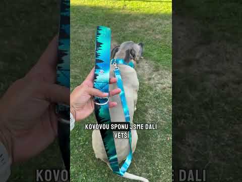 Cane corso Neo s obojkem Zamidog, video
