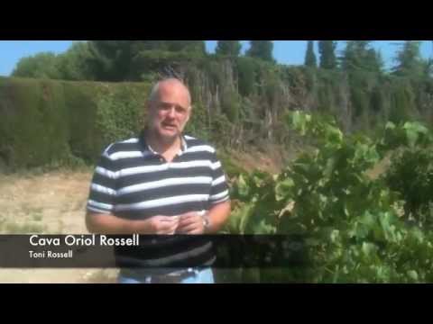 Cava Oriol Rossell - maduració macabeu