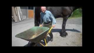 preview picture of video 'Funny: Mit einer Schubkarre durch das Shire Horse - With a wheelbarrow through a Clydesdale'