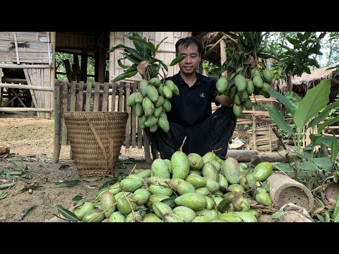 Survival Instinct, Wild Alone, Jhony Harvesting Mangoes, Building Life (EP 153)